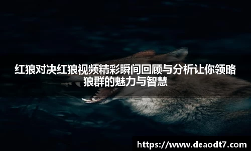 红狼对决红狼视频精彩瞬间回顾与分析让你领略狼群的魅力与智慧